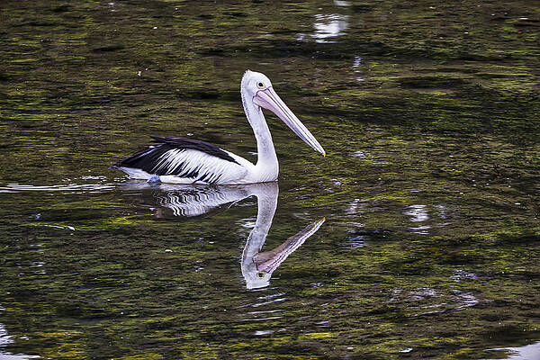 Wildlife Photograph - Pelican - Australia by Steven Ralser