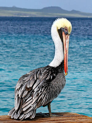 Pelican by the Ocean Photograph