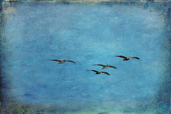 Pelicans Soaring in Blue Sky Photograph