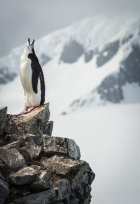 Wildlife Wall Art featuring the photograph Penguin Cry - Antarctica Penguin Photograph by Duane Miller