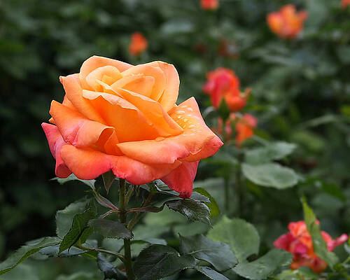 Beautiful Photograph - Pensioners Voice Roses by Rona Black