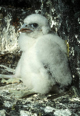 Wildlife Photograph - Peregrine Falcon by Steven Ralser