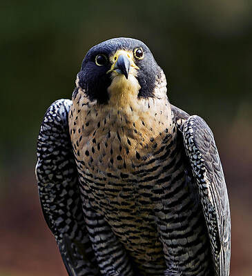 Peregrine Falcon Close-up Wall Art