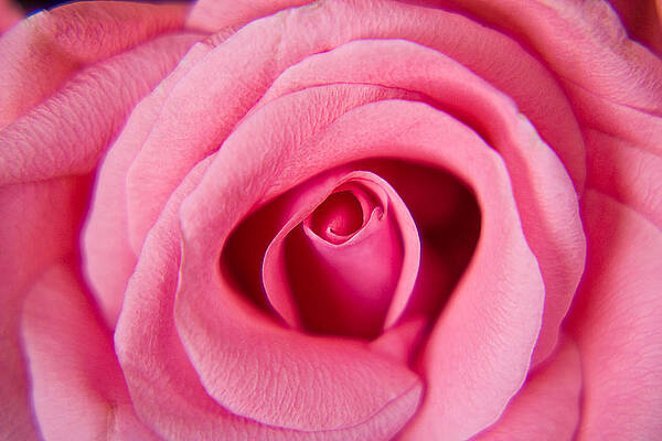 Wall Art featuring the photograph Perfect Pink Rose by Lisa Chorny