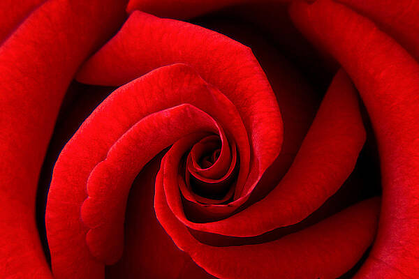 Wall Art featuring the photograph Perfect Red Rose by Lisa Chorny