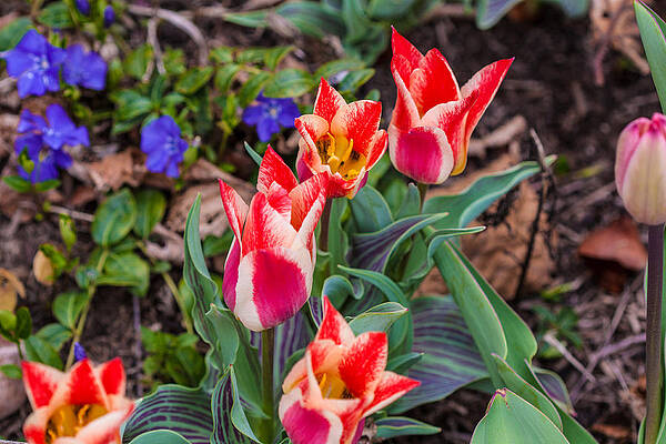 Photograph - Periwinkle And Tulips by Omaste Witkowski