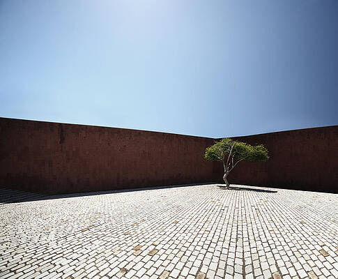 Wall Art featuring the photograph Perspective View On Square With Tree by Stanislaw Pytel