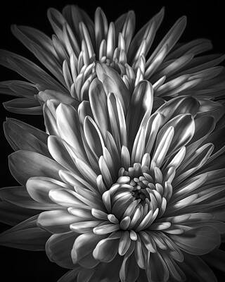Black And White Wall Art featuring the photograph Petaled Black by Bill and Linda Tiepelman