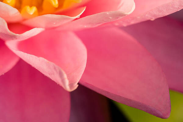 Wall Art featuring the photograph Petals In Pink by Jeff Sinon