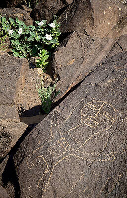 Ancient Petroglyph on Rocky Surface Photograph