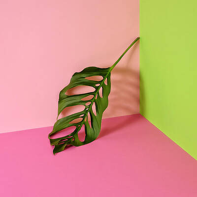 Monstera Leaf Against Colorful Background Wall Art