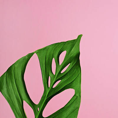 Wall Art featuring the photograph Philodendron Leaf On Pink by Juj Winn