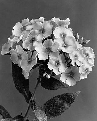 Monochrome Floral Elegance Wall Art
