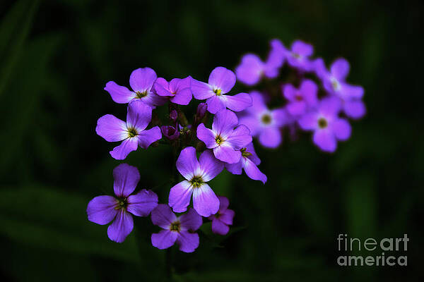 Spring Wall Art featuring the photograph Phlox Blossoms by William Norton