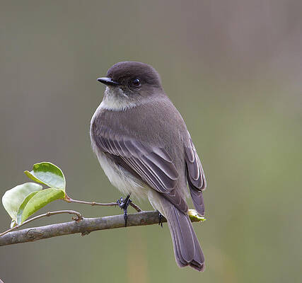 Photograph - Phoebe Potrait by Jim E Johnson