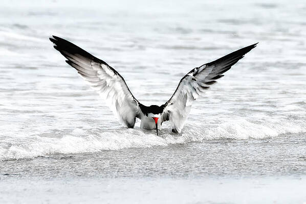 Bird Wall Art featuring the photograph Phoenix Rising by Ghostwinds Photography