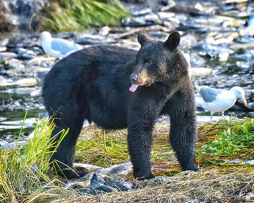 Bear Wall Art featuring the photograph Phooey On You by Ghostwinds Photography