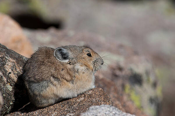 Rocky Mountain National Park Photograph - Pika In The Sun by Cascade Colors