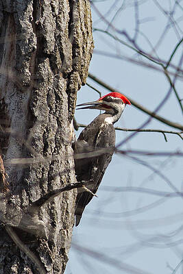 Marsh Photograph - Pileated Woodpecker In Necedah Wildlife Refuge by Natural Focal Point Photography
