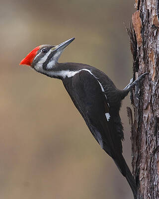 Photograph - Pileated Woodpecker by Jim E Johnson