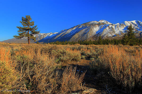 Tree Photograph - Pine Tree In The Sage by Carla E
