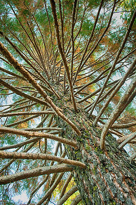 Wall Art featuring the photograph Pine Tree by Lisa Chorny