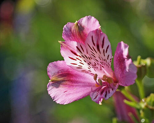 Wall Art featuring the photograph Pink Alstroemeria Flower by Rona Black