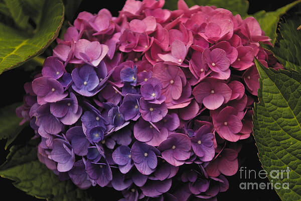 Summer Photograph - Pink And Blue Hydrangea by William Norton