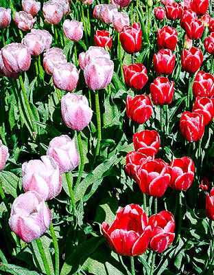 Color Photograph - Pink And Red Tulips by Crystal Wightman