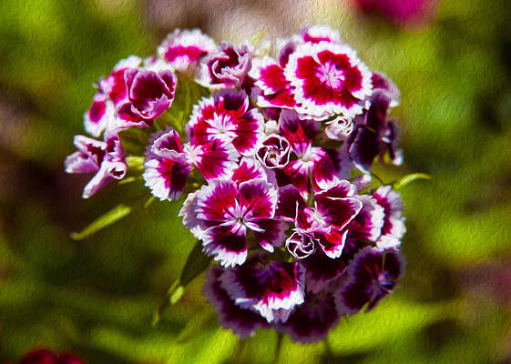 Summer Painting - Pink And White Carnations by Omaste Witkowski