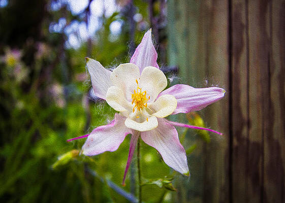 Spring Painting - Pink And White Columbine by Omaste Witkowski