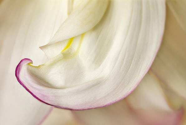 Bloom Wall Art featuring the photograph Pink And White Curve by Mary Jo Allen