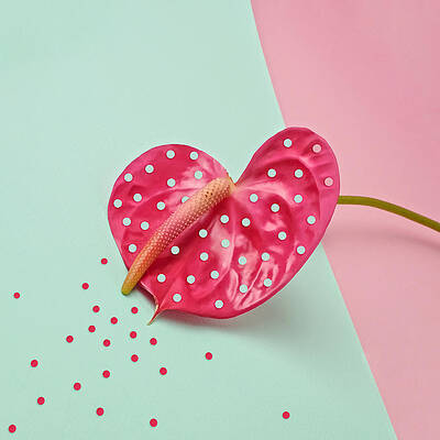 Pink Anthurium on Pastel Background Wall Art