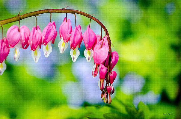 Wall Art featuring the photograph Pink Bleeding Heart by Crystal Wightman