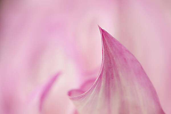 Bloom Wall Art featuring the photograph Pink Curve by Mary Jo Allen
