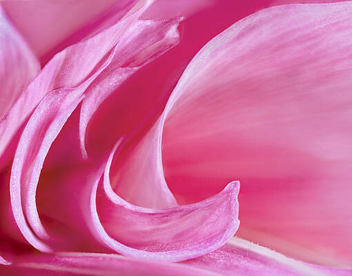 Bloom Wall Art featuring the photograph Pink Curves by Mary Jo Allen
