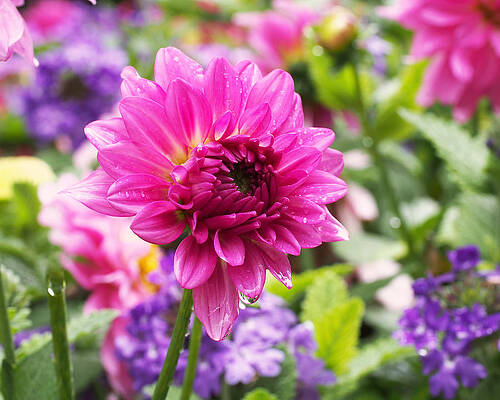 Wall Art featuring the photograph Pink Dahlia by Rona Black