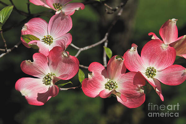 Spring Wall Art featuring the photograph Pink Dogwood by William Norton