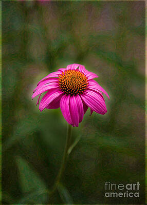 Photograph - Pink Echinacea Digital Flower Photo.Painting Composite Artwork By Omaste Witkowski by Omaste Witkowski