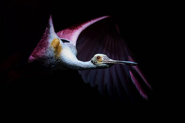 Wall Art featuring the photograph Pink Flight by Ghostwinds Photography