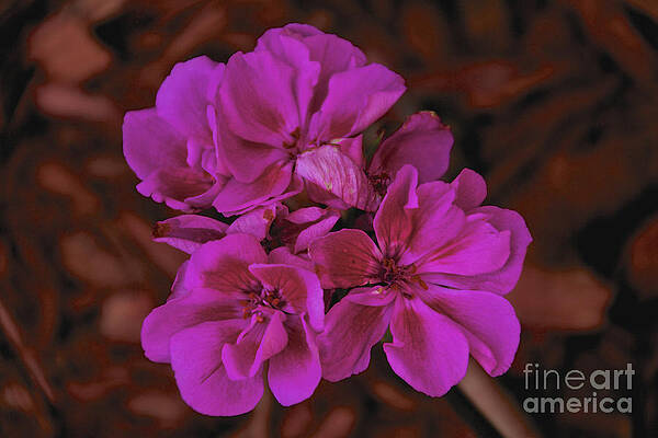 Spring Wall Art featuring the photograph Pink Geranium by William Norton