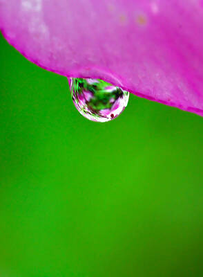 Color Photograph - Pink Green Raindrop by Crystal Wightman