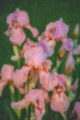 Summer Painting - Pink Iris Family by Omaste Witkowski