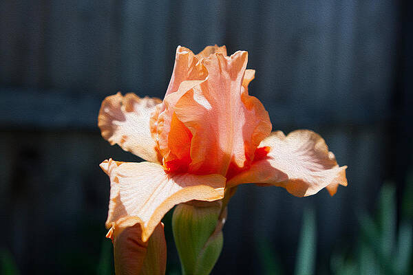 Spring Painting - Pink Iris by Omaste Witkowski