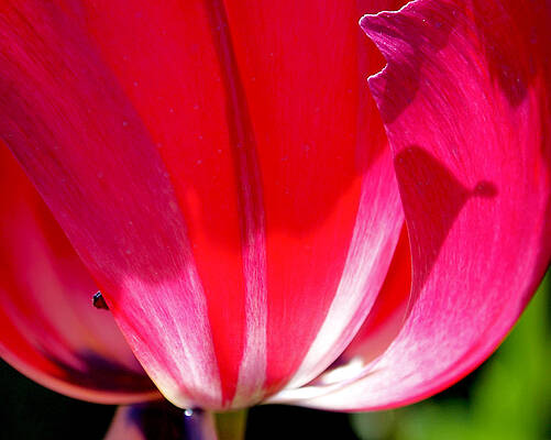 Bold Wall Art featuring the photograph Pink Light by Rona Black