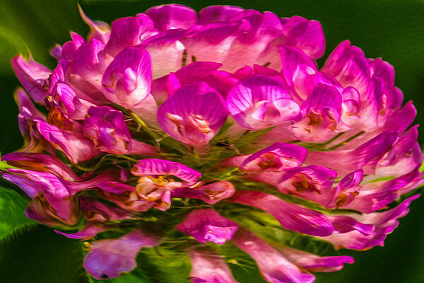 Summer Painting - Pink Mystery Flower by Omaste Witkowski