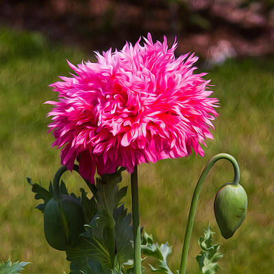 Spring Painting - Pink Poppy by Omaste Witkowski