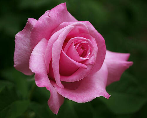 Beautiful Photograph - Pink Rose Perfection by Rona Black
