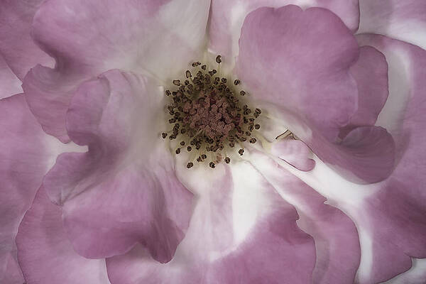 Summer Photograph - Pink Rose Petals by Susan Candelario