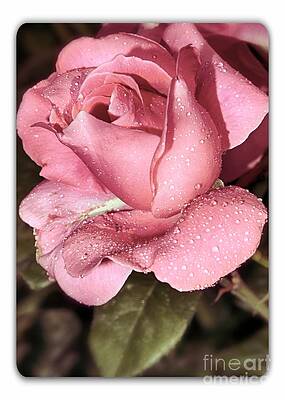 Vibrant Photograph - Pink Rose by Stefano Senise